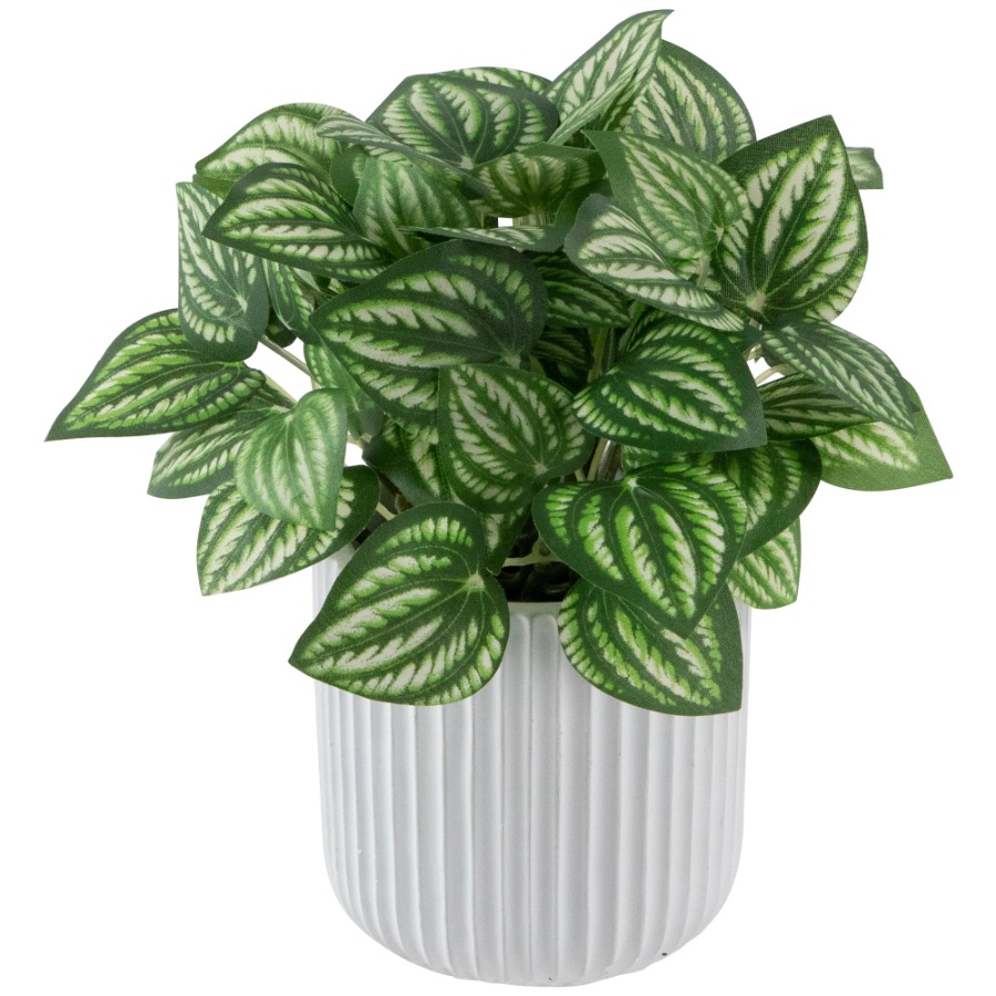Artificial Watermelon Peperomi - Peperomia Watermelon incelemesi ve fiyatı