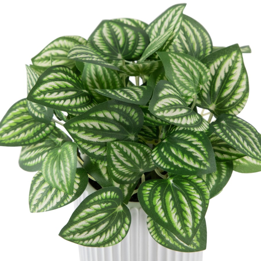 Artificial Watermelon Peperomi - Peperomia Watermelon incelemesi ve fiyatı