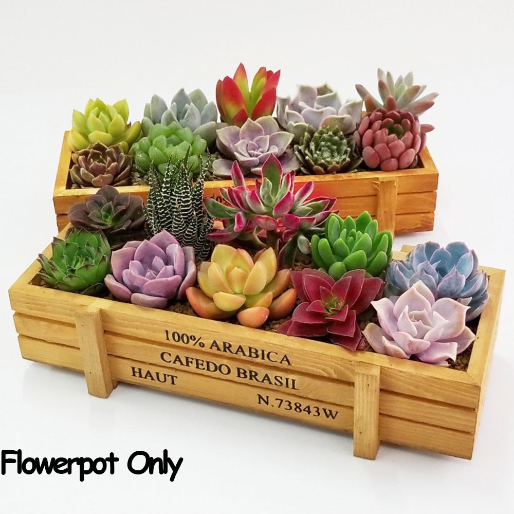 1 PC Tools Garden Decor Trough - Pilea Peperomioides incelemesi ve fiyatı