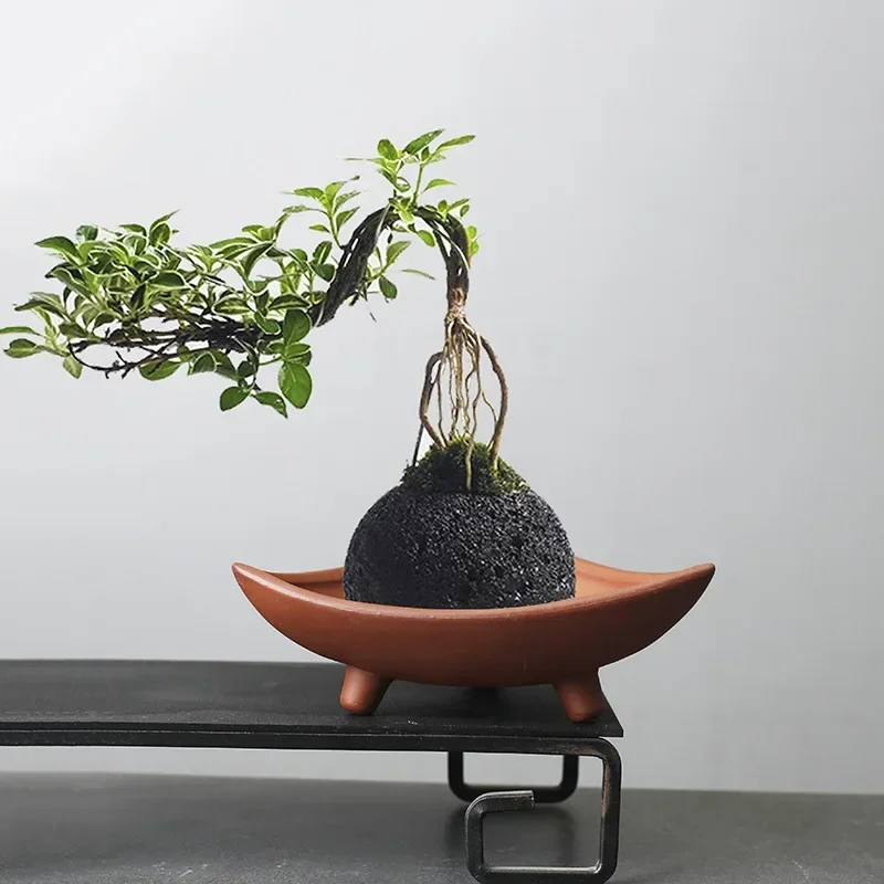 Personalized Ceramic Flower Po - Pilea Peperomioides incelemesi ve fiyatı