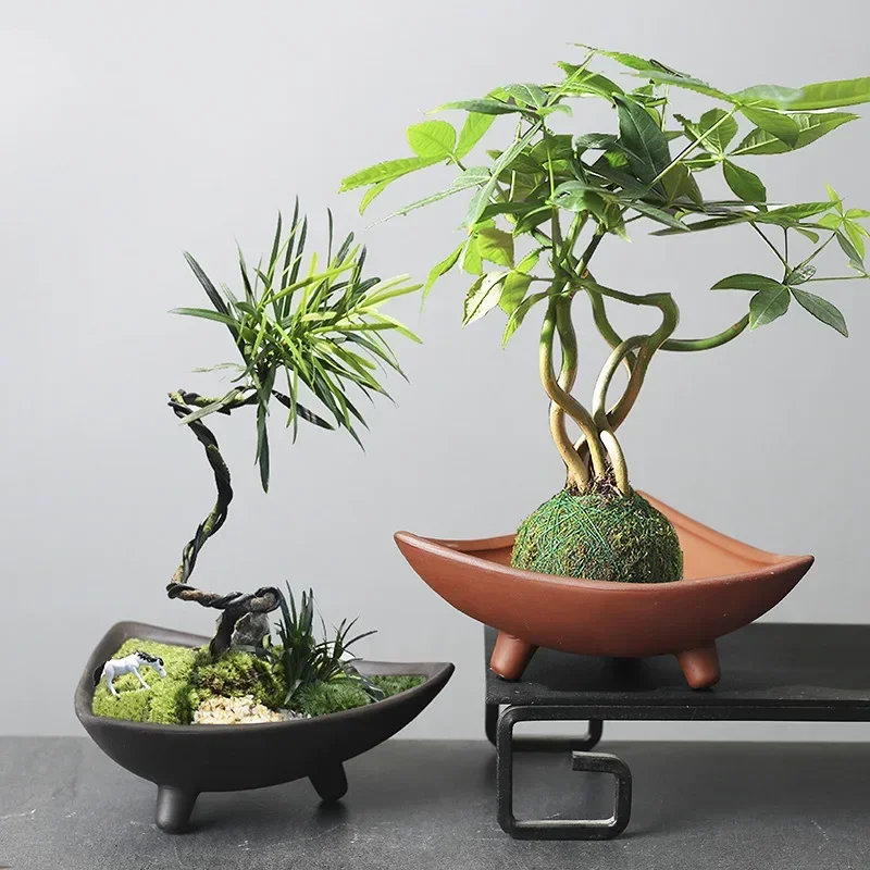 Personalized Ceramic Flower Po - Pilea Peperomioides incelemesi ve fiyatı
