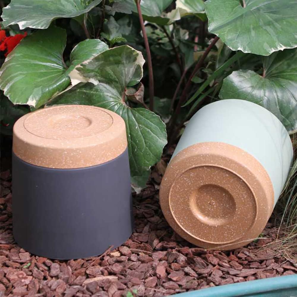 Plant POTS, lightweight large  - Pilea Peperomioides incelemesi ve fiyatı