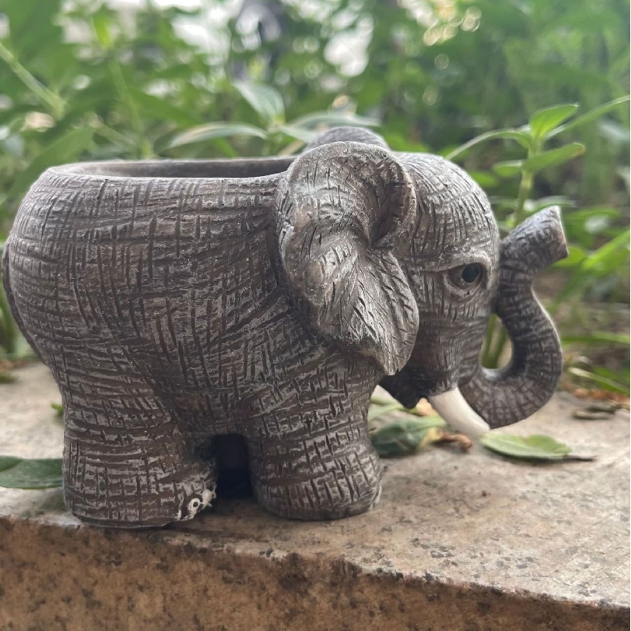 Cute Elephant Resin Succulent  - Echeveria Succulent incelemesi ve fiyatı