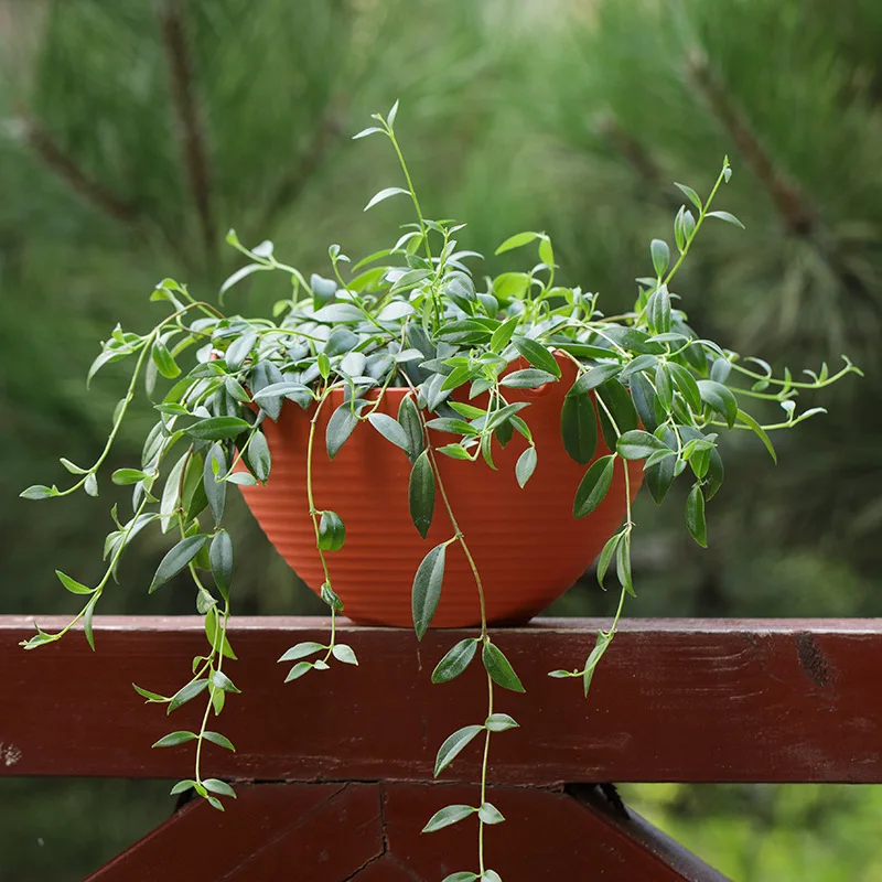 Creative Chinese Ceramic Flowe - Pilea Peperomioides incelemesi ve fiyatı